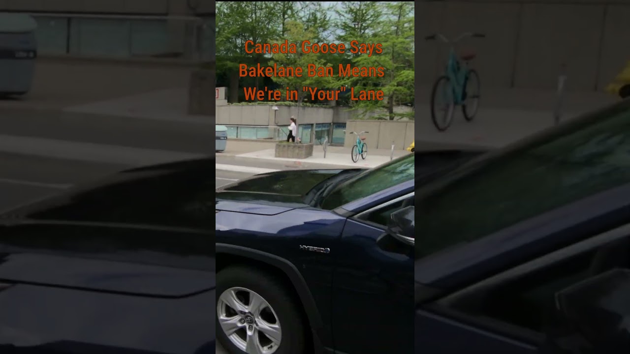 Canada Goose takes the lane on University Avenue